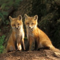 two foxes