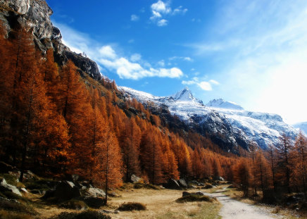 forest - sky, forest, trees, mountain, color, autumn