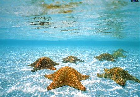 Starfish - crystal clear, water, starfish, ocean, nature, blue