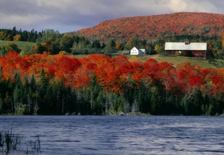 color forest - lake, forest, houses, trees, color, autumn