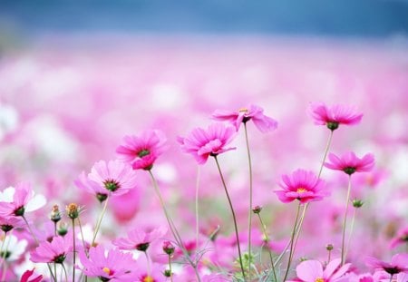 meadow flowers - flowers, color, meadow, pink