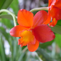 Orange Charm Orchid