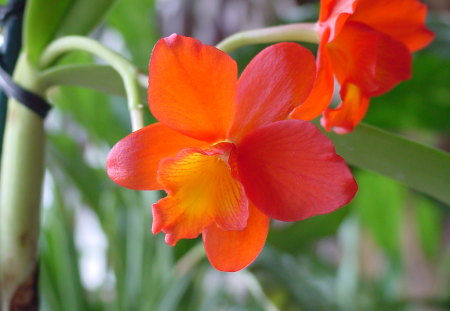 Orange Charm Orchid - orange, flowers, orchid