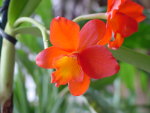 Orange Charm Orchid