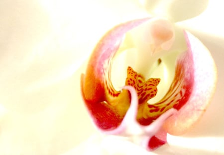 White Orchid Closeup - white, flower, orchid