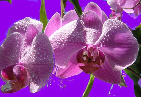 Lavender Orchid - orchid, flower, lavender