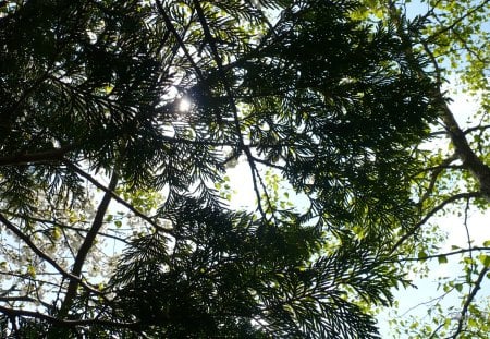 Sun Shining Through Cedar - trees, sun, cedar, widescreen, washington