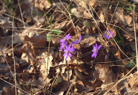 Peeking Purple WDS - landscapes, forests, photography, leaves