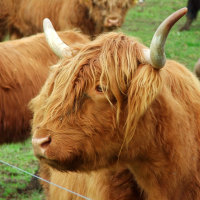 highland bull