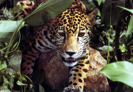 jaguar in the wood - jaguar, wild life, cat