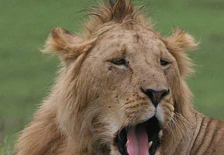 lion with bad hair day - cat, cool, wild life, lion