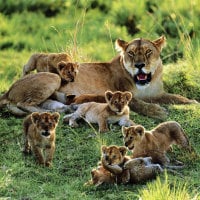 lioness with cubs