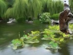 Japanese Lily Pond