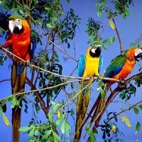 Parrots