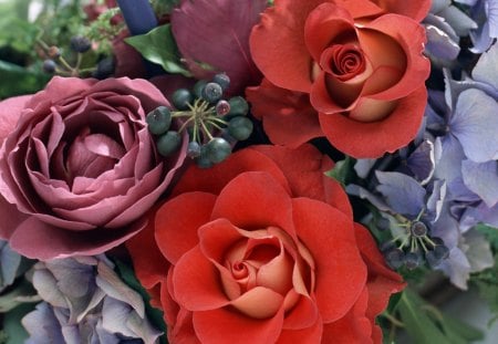 Roses - flowers, roses, color