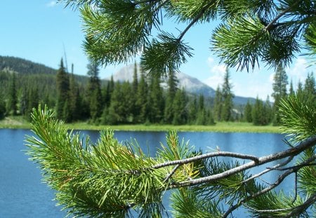 Looking at the Lake - pine trees, blue, green, lake, mountain, sky