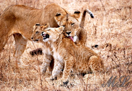 All Mothers are the same - lioness, plain, africa, cubs, mother, cleaning cub