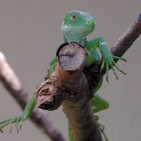 Green Iguana