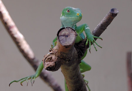 Green Iguana - lizard, reptile, fiji, iguana