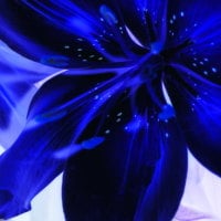 Electric blue Lilly