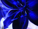 Electric blue Lilly