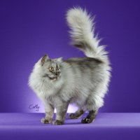 Beautiful Kitty