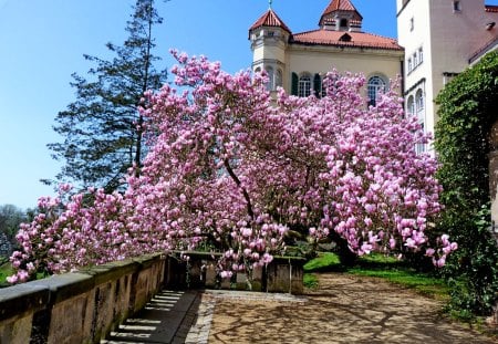 Beautiful Yard - purple, home, pink, castle, tree, yard, garden