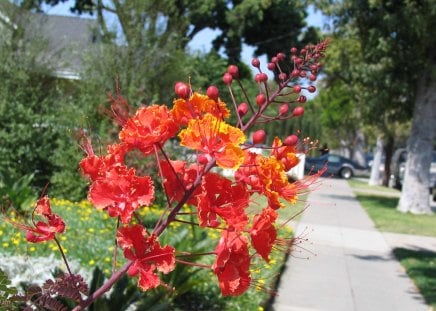 beautiful red flower - summer, red, red flower, macro shot