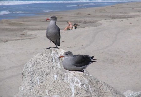 seagulls - ocean, seagulls, couple, beach