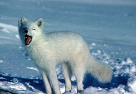 Lol - snow, lol, arctic fox, winther