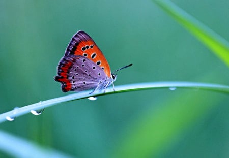 A Tiny Beauty - tiny, purple, beautiful, red, butterfly, colourful, sitting