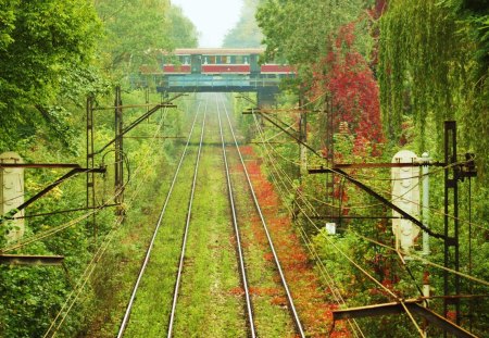 Green Railtrack - train, lush, trees, red, green, railtrack