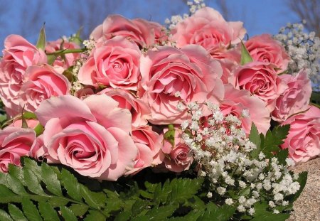 Roses - roses, flowers, nature, beautiful