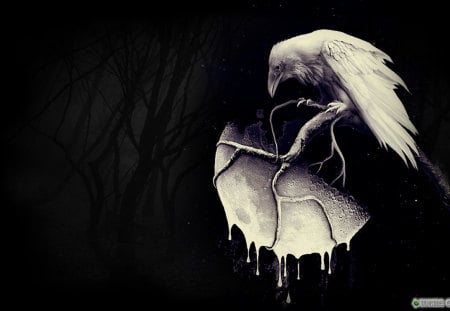 Dark Night White Raven - moon, black, fantasy, white, raven, halloween, night, dark