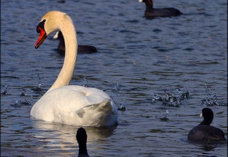 Mother and Baby Swans - lake, water, baby, mother, swans, baby swans