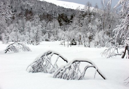 Frozen Forest for my friend Helen Elle :) - snow, ice, forest, winther