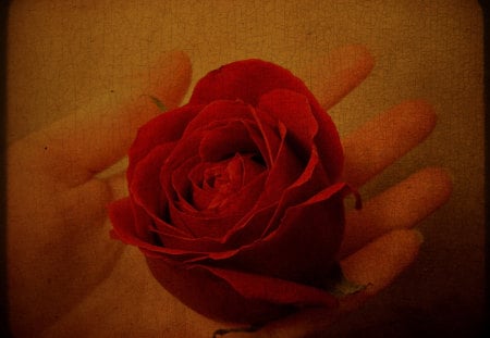 The Gift of Life - red, hand, texture, still life, rose