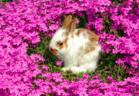 Bunny-HDR - pretty, pink, flowers, animal, hdr, nice, rabbit, beautiful, photography, beauty, lovely, cool, bunny, sweet, flower, baby, cute, little, glass