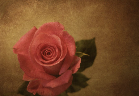 just a rose - rose, pink, still life, texture