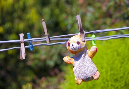 bear - toy, summer, photo, bear