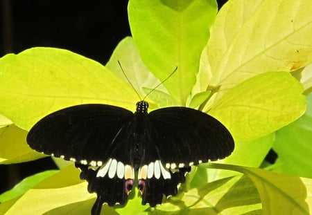 Black wings in the Sun - sunny, summer, light, contrast, garden, sun, sparkle, sunshine, morning, tree, wonder, black, leafs, white, nature, green, wings, bright, butterfly, animals