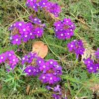 PURPLE FLOWERS, AMAZON