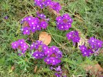 PURPLE FLOWERS, AMAZON