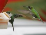 COLIBRII BIRDS