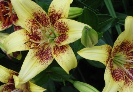 ASIATIC LILIES - flowers, asiatic, lilies, nature