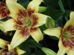 ASIATIC LILIES