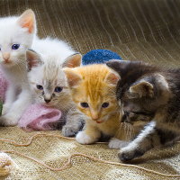 Four kittens