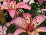 ASIATIC PINK LILIES