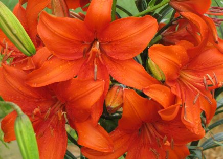 RED LILIES - lilies, nature, flowers, red