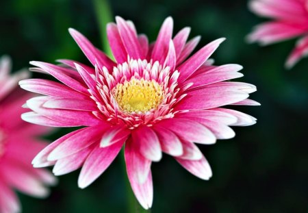 Pink-Gerberas - nature, photo, flower, pink